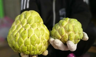 Na Thái giá rẻ hút khách; cây cảnh Tết xuống phố; phân biệt cam Cao Phong - cam Trung Quốc