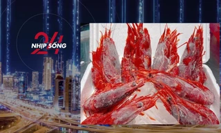 NHỊP SỐNG 24: Tôm quỷ đỏ đắt nhất thế giới đổ bộ chợ Tết ở Hà Nội, giá 4,7 triệu đồng/kg