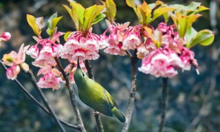 Hoa đào độc lạ, giá tiền triệu hút khách Hà thành mua trưng Tết