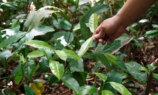 'Lá thịt gà' mọc ở bờ rào thành đặc sản, giá 30.000đ/kg