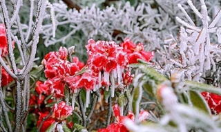 Đón không khí lạnh liên tiếp, miền Bắc có khả năng xảy ra mưa tuyết và băng giá dịp Tết