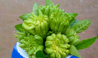 Cách chọn Phật thủ tài lộc chưng Tết