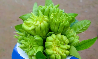 Cách chọn Phật thủ tài lộc chưng Tết