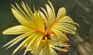 Thị trường ngày 11/1: Dừa đột biến giá chục triệu đồng