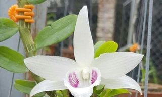 Bưởi da xanh rẻ như cho, 99% vụ chuyển nhượng lan Bảo Duy gần 19 tỉ đồng là giả