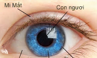 Mống mắt nằm ở đâu, vì sao được lấy làm dữ liệu thẻ căn cước?