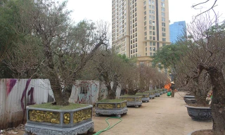 Thị trường ngày 6/2: Bưởi da xanh chỉ 15.000đ/quả, đào cổ thụ vắng khách thuê