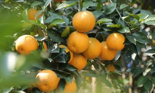 ‘Cam tiến vua’ 100.000 đồng/quả vẫn đắt khách; smartphone cấu hình mạnh nhất về Việt Nam