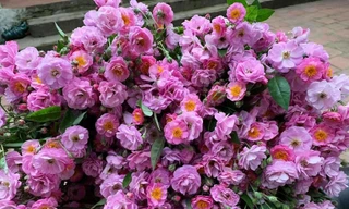 Thái Bình tồn hơn 200 tấn bắp cải, hoa hồng dại bung nở hút khách Hà Thành