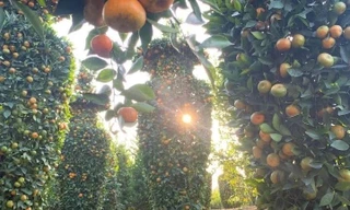 Quýt lục bình khổng lồ cao hơn 4m ngóng khách, lo ế ẩm vụ Tết Nhâm Dần