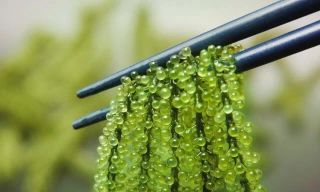 Rau đắng đắt hơn cả thịt, rong nho giá rẻ chưa từng có