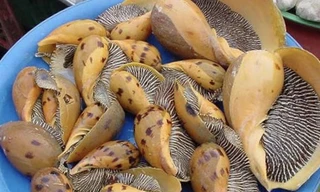 Thị trường ngày 4/9: Gà công nghiệp chững giá, ốc giác vàng khổng lồ giá rẻ bất ngờ