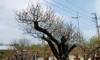 Đào dáng ‘bàn tay lộc’ được hét giá gần 100 triệu đồng