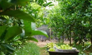 Đại gia mua cả vườn phật thủ để trưng Tết, BlackBerry đời cũ ngừng hoạt động từ hôm nay