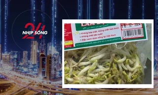 NHỊP SỐNG 24: 'Nước kẹo' trong gần 3000 tấn giá đỗ vừa bị phát hiện là gì?