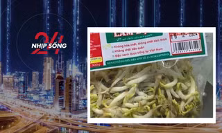 NHỊP SỐNG 24: 'Nước kẹo' trong gần 3000 tấn giá đỗ vừa bị phát hiện là gì?