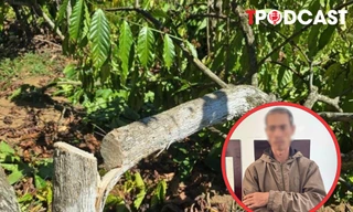 NÓNG 17/2: Anh rể phá vườn cà phê để em vợ... cho quan hệ tình cảm?