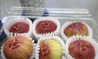 Tò mò về loại sung 'siêu to khổng lồ' xuất hiện ở Việt Nam