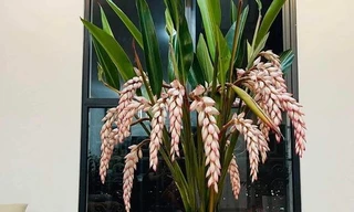 Hoa lan lúa hút khách ầm ầm; lần đầu tiên giá iPhone 11 xuống 'đáy'