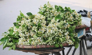 Hoa bưởi đầu mùa xuống phố giá đắt như hoa ngoại; dâu tây Mộc Châu ‘nhuộm đỏ’ chợ mạng