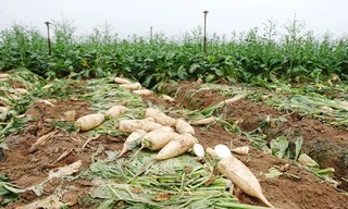 Thị trường 27/2: Rau Mê Linh 1000đ/kg kêu cứu, karaoke tại gia 'cháy hàng'