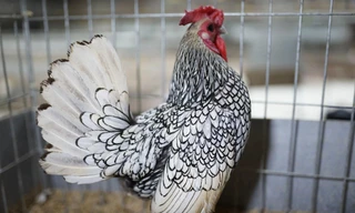 Xếp hàng mua ‘mỹ kê’ hàng chục triệu đồng/cặp; đồng hồ vẽ Hội An giá 888,8 triệu đồng