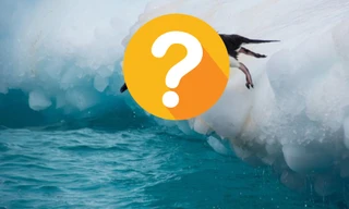 Loài chim nào ngủ đến... 10.000 giấc mỗi ngày?