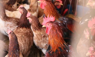 Thị trường 7/1: Giá bán gà 'chạm đáy', hơn 22 triệu người giảm thu nhập vì COVID-19