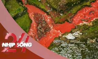 NHỊP SỐNG 24: Giải mã dòng sông nước đỏ dị thường