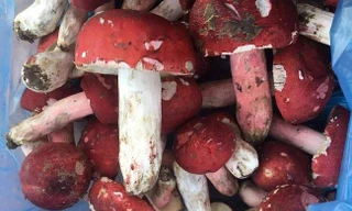 Đổ xô về rừng xứ Lạng săn nấm Chẹo - đặc sản quý giá cả triệu đồng/kg