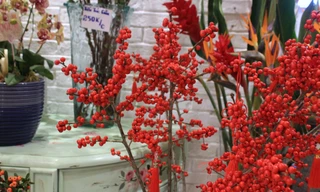 Thị trường 18/1: Đào đông đỏ từ Hà Lan hút khách xuống tiền chơi Tết