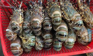 Tôm hùm siêu rẻ tràn ngập chợ mạng