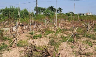 Đào chết hàng loạt trên đồng ở TP Thái Bình. Ảnh: Hồng Thắm