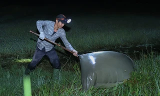 Vào mỗi buổi chiều, hàng chục hộ gia đình ở xã Xuân Thới Thượng, huyện Hóc Môn (TPHCM) chuẩn bị vợt lưới to, đèn pin và ủng. Thêm vài bó chổi bỏ vào thùng đựng, họ rong ruổi khắp các đồng ruộng ở Củ Chi, Tây Ninh, Long An... đi bắt cào cào.