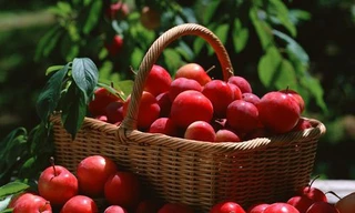 Táo đỏ chữa mất ngủ