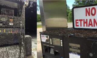 Choáng với đàn phù du khổng lồ tụ tập trạm xăng để giao phối