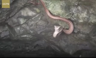 Liều mạng xuống giếng cứu rắn hổ mang cực độc ở Ấn Độ