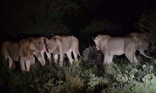 7 con sư tử đói bất lực trước một con nhím khôn ngoan.