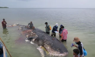Con cá voi có một lượng lớn các mảnh nhựa trong dạ dày (Ảnh: REUTERS)