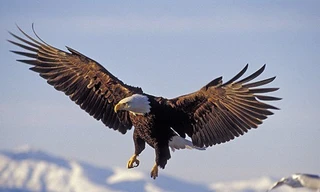 Những khả năng biến đại bàng thành bậc thầy săn mồi