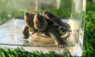 Con rùa 2 đầu được tìm thấy ở Trung Quốc. Ảnh: AsiaWire