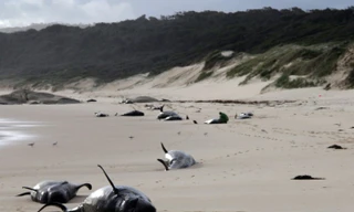 Cá voi mắc cạn chết hàng loạt trên bãi biển.