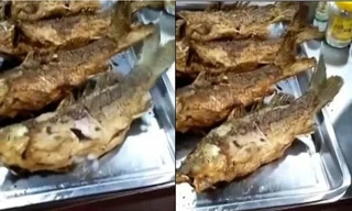 Cư dân mạng Trung Quốc ‘phát sốt’ vì cá rán vàng ươm vẫn… giãy