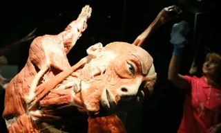 Mô hình thi thể người trong một triển lãm. Ảnh: DPA