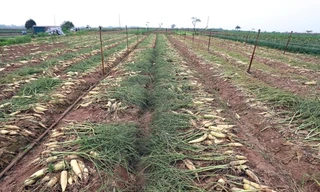 Xã Tráng Việt (huyện Mê Linh, Hà Nội) có 80 ha trồng củ cải. Trước kia đây là vùng cát trắng, sau khi cải tạo đất thì thích hợp trồng củ cải. 