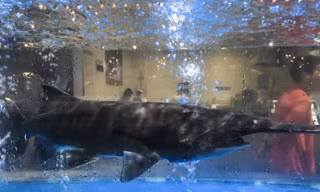 Động vật "sách đỏ" được bày bán ngang nhiên trong siêu thị ở Trung Quốc.