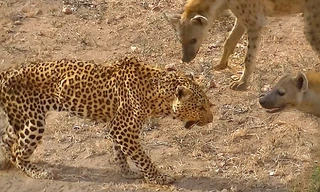 Ảnh: Latest Sighting.