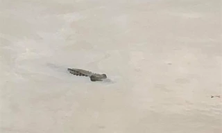 "Cá sấu" nổi trên sông khiến dân tình hoang mang.