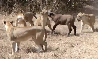 Sư tử cái vồ gọn trâu con giữa đàn