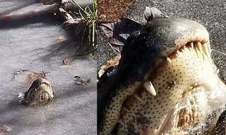 Phần mõm cá sấu lộ ra trên mặt nước đóng băng ở Bắc Carolina, Mỹ. Ảnh: Daily Mail